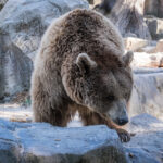 How to Keep Wild Animals Away in the Woods