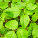 Poisonous Plants to Avoid in the Wild