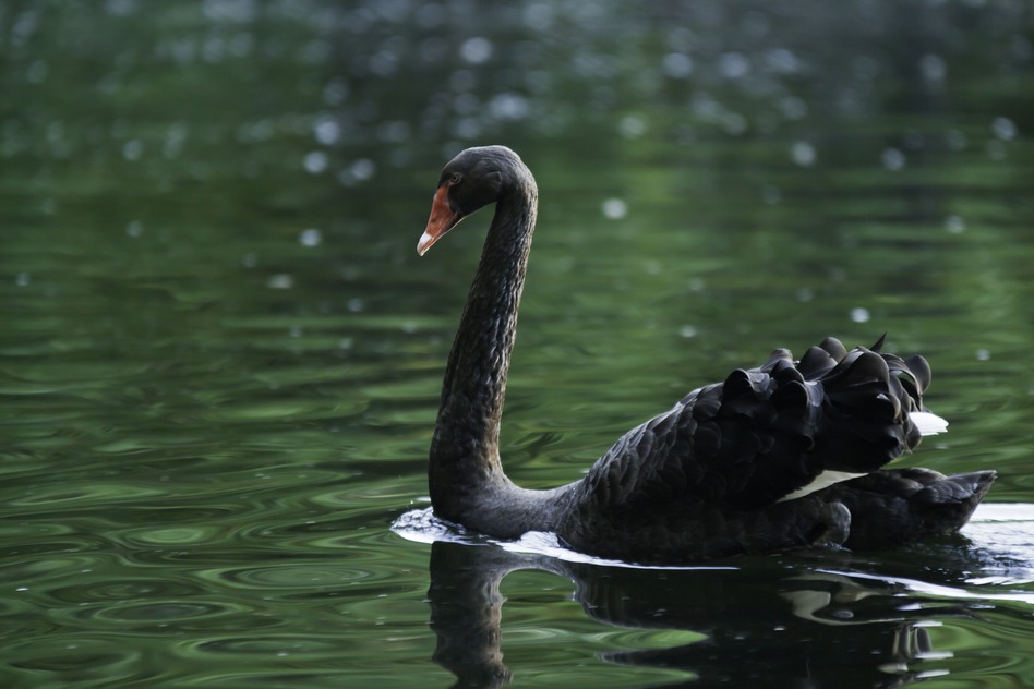 The Black Swans Appear