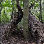 How to Survive in the Outdoors