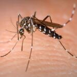 Should Older Adults Worry About Zika