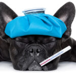 Beating the Rising Cost of Pet Health Care