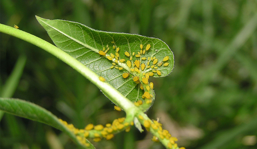 Aphid Problem In your Garden?