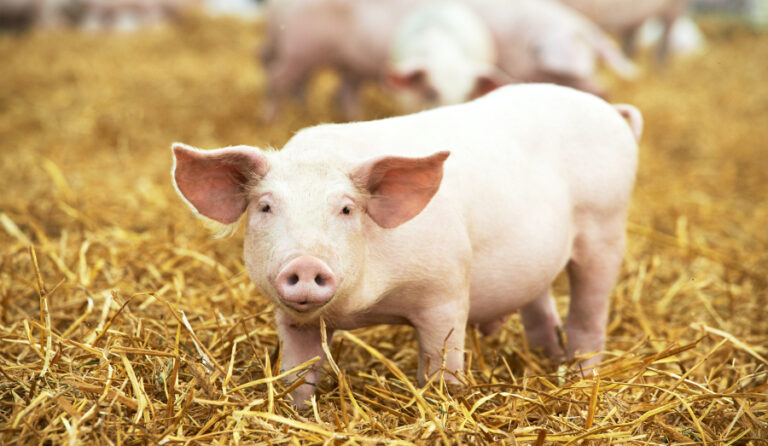 Pork Prices Set to Skyrocket as Swine Fever Rocks China - RedTea News