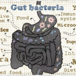 Gut bacteria are important to good health