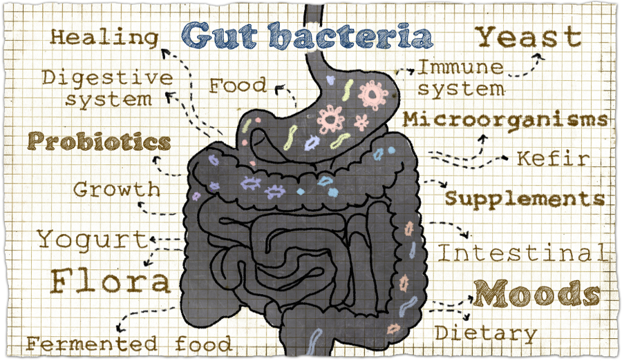 Gut bacteria are important to good health
